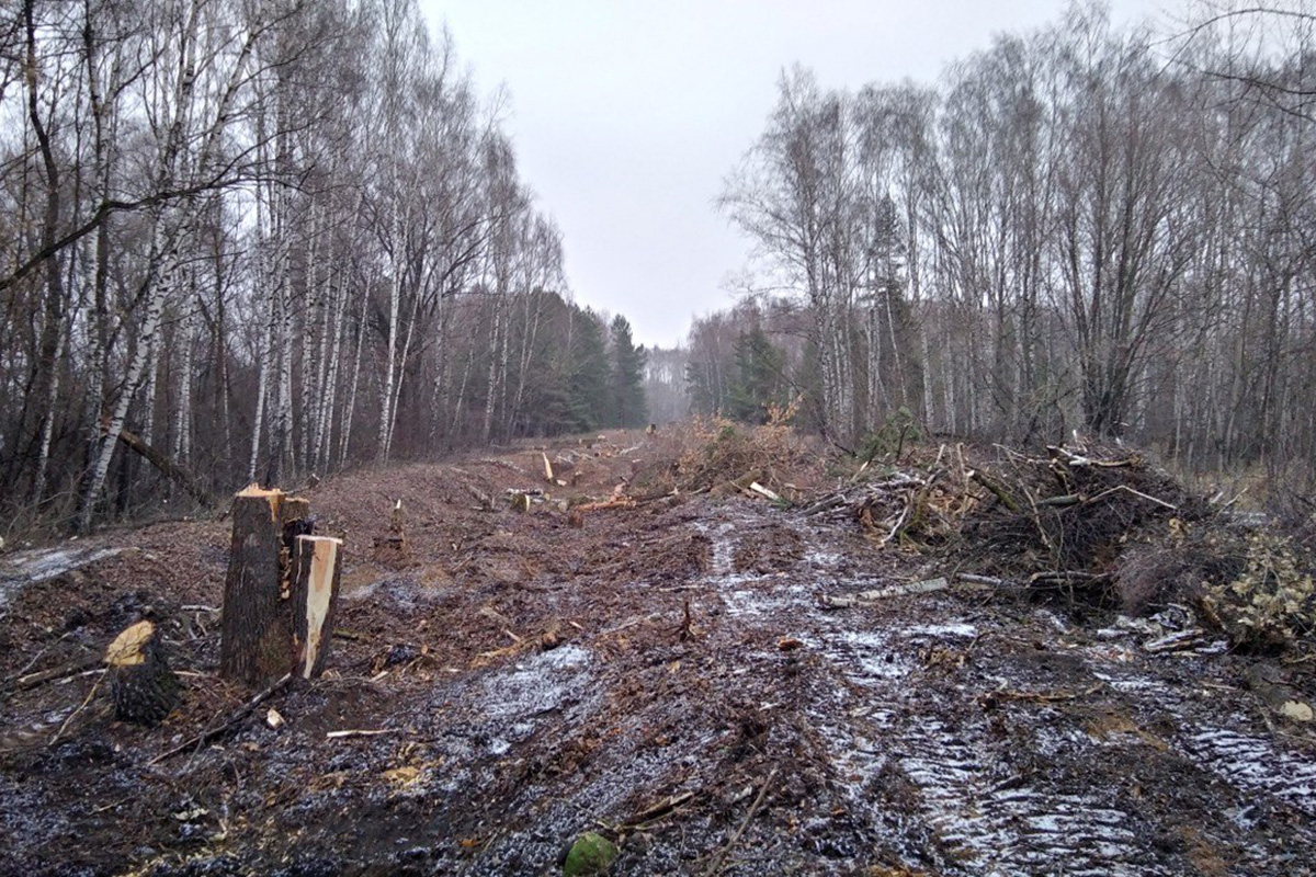 Памятник природы под застройку»: газопровод на Щукинском полуострове  ремонтируют за счет уникальной природной зоны – МБХ медиа