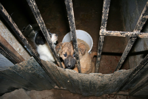 Собачий ад. Под Белгородом зоозащитники обнаружили овраг, набитый трупами животных