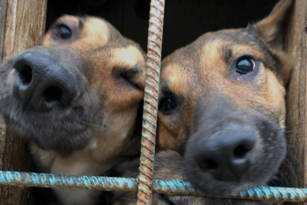«Он берет в рабство и собак, и людей»: репортаж из чеховского пункта передержки животных