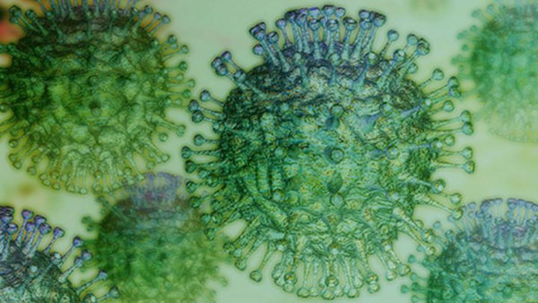 Антитела, Т-клетки и повторные заболевания: стоит ли ждать коллективного иммунитета к COVID-19?
