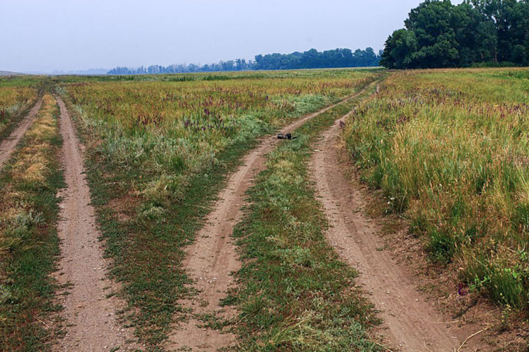 Сельская дорога в поле