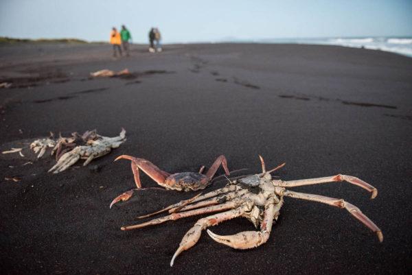 «Все они были мертвыми». Что говорят специалисты, исследующие отравление Тихого океана 