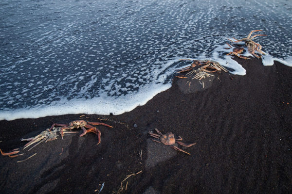 Что такое «красный прилив», который, возможно, стал причиной отравления на Камчатке