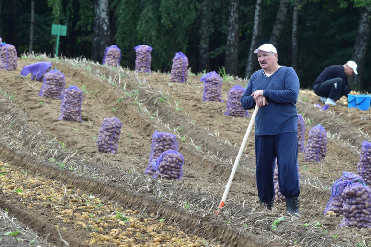 Александр Лукашенко во время сбора урожая картофеля на своем участке в 2017 году