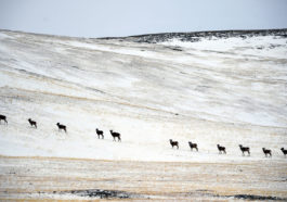 Стадо горных баранов архаров на территории национального парка "Сайлюгемский" в Кош-Агачском районе Республики Алтай