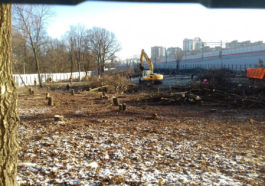 В Москве вырубили столетние дубы