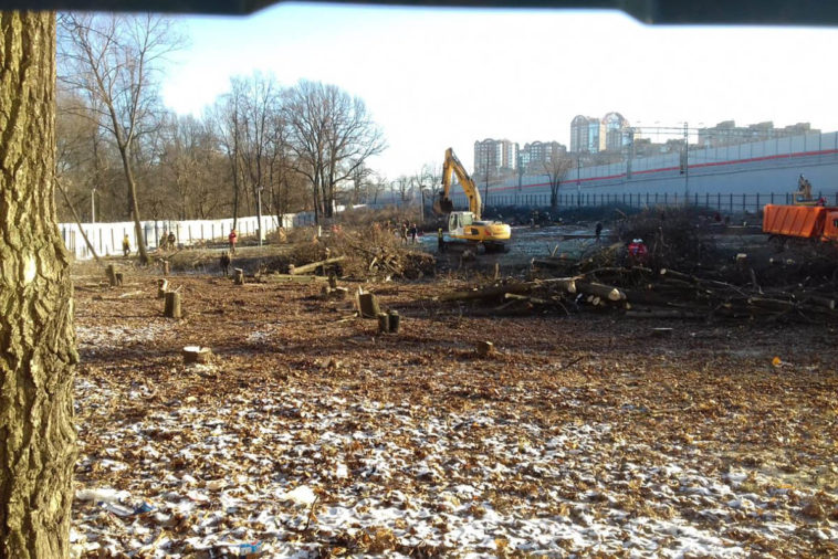 В Москве вырубили столетние дубы