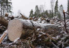 Проверка незаконной вырубки леса в Рузском округе
