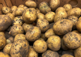 картофель эконом-класса снижение цен