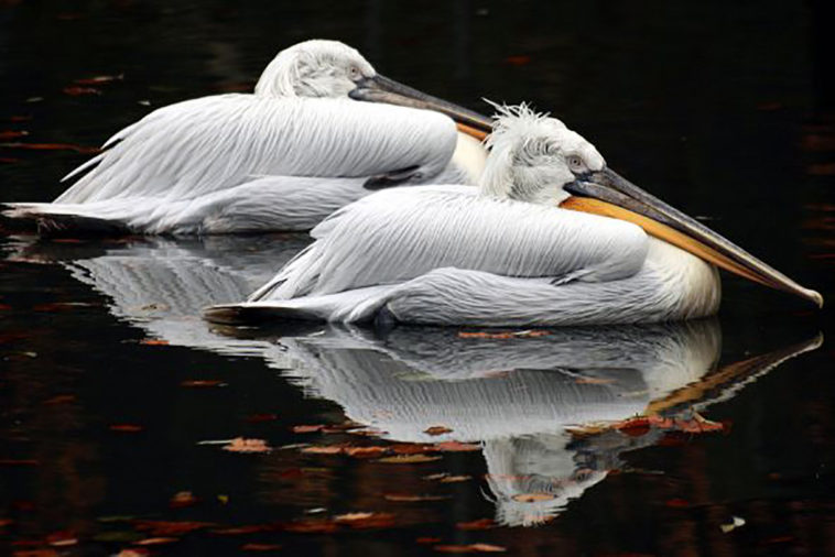 Краснокнижные пеликаны