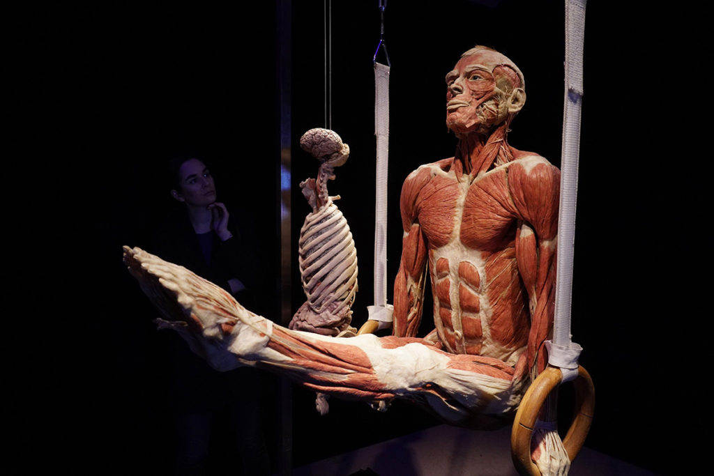 Анатомическая выставка Гюнтера фон Хагенса Body Worlds на ВДНХ
