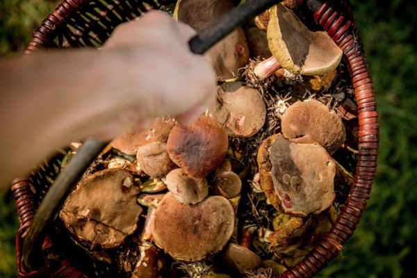 Аренда не требуется: в Минприроды опровергли ужесточение правил сбора грибов и ягод