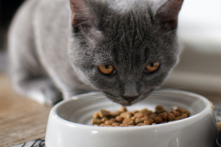 кошка ест кошачий корм