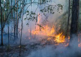 Пожар в нацпарке «Ленские столбы», Якутия