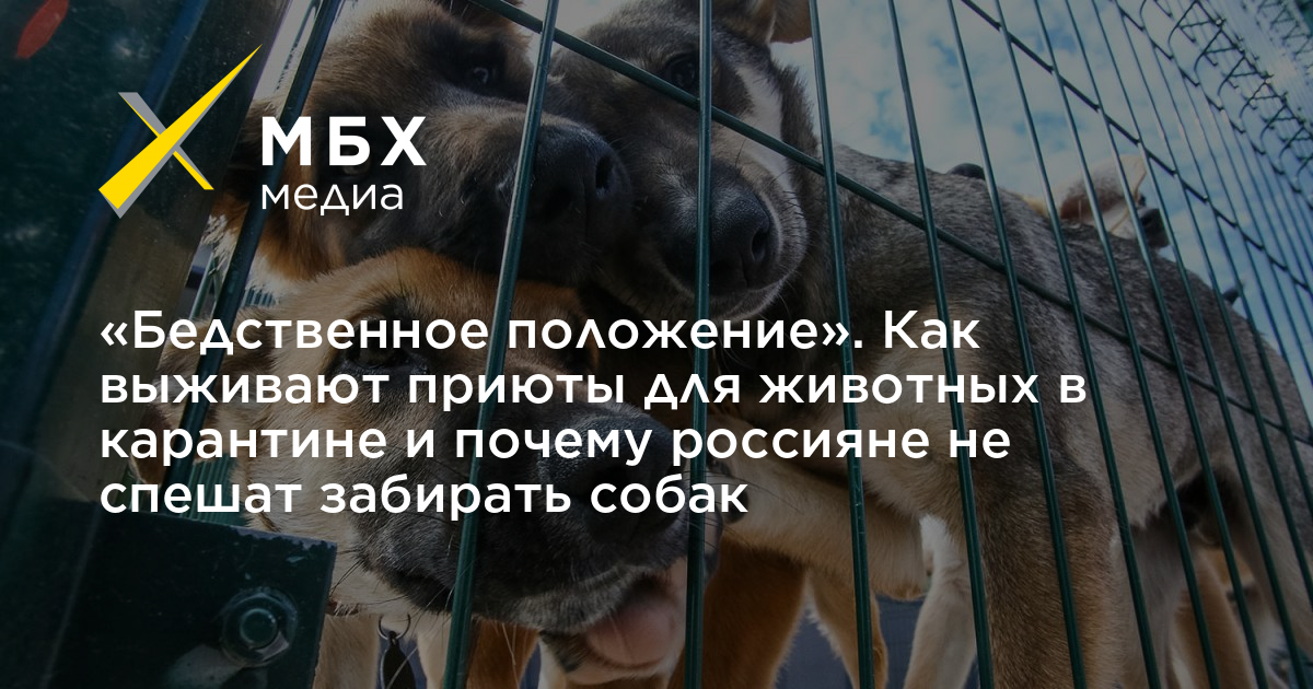 Бедственное положение. Бедственное положение животных. Карантин в приюте для собак. Бедственное положение фото. Приют для животных помоги выжить Ангарск.